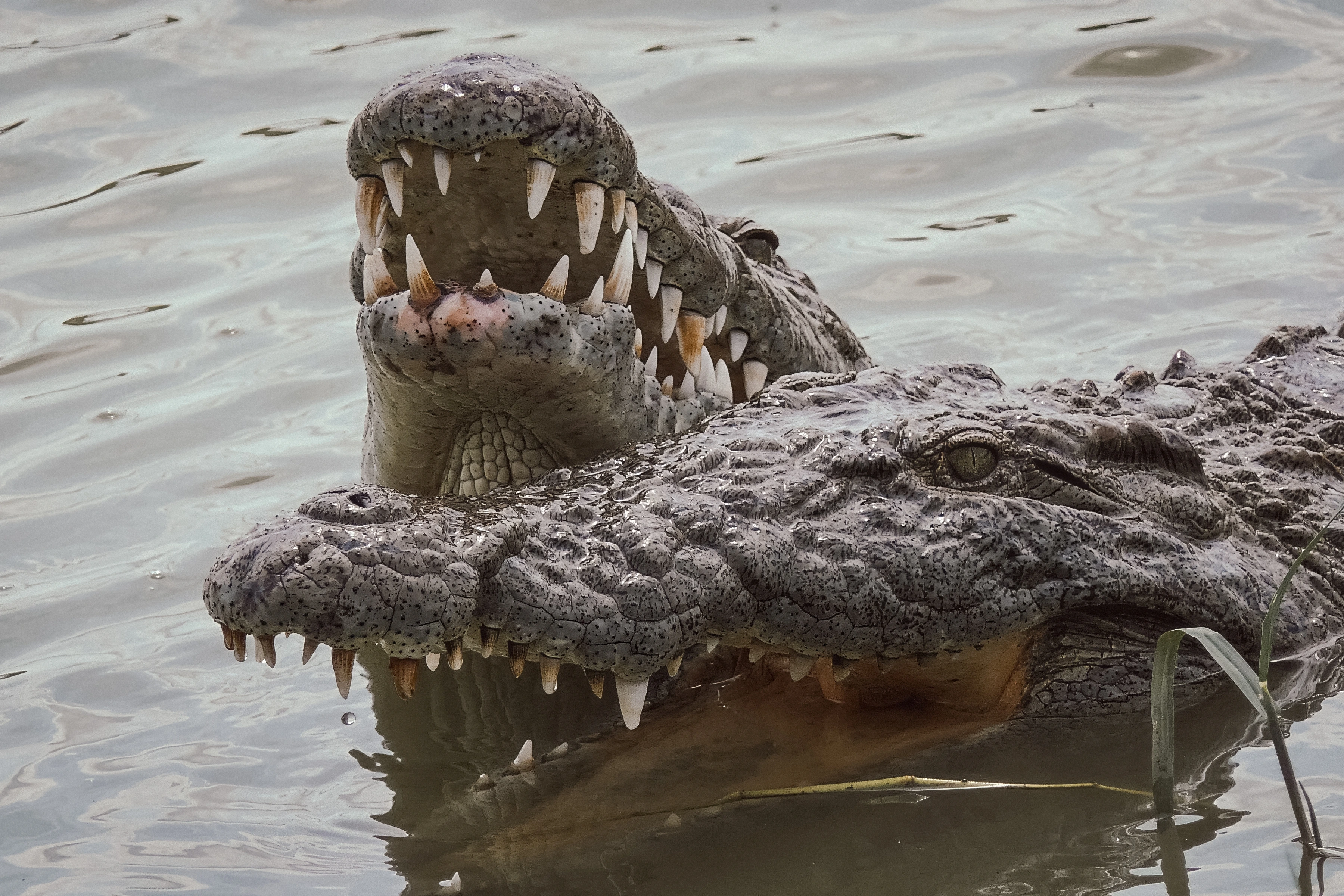 Two crocodilian heads overlap in water: a large horizontal head in front and raised open jaws behind.
