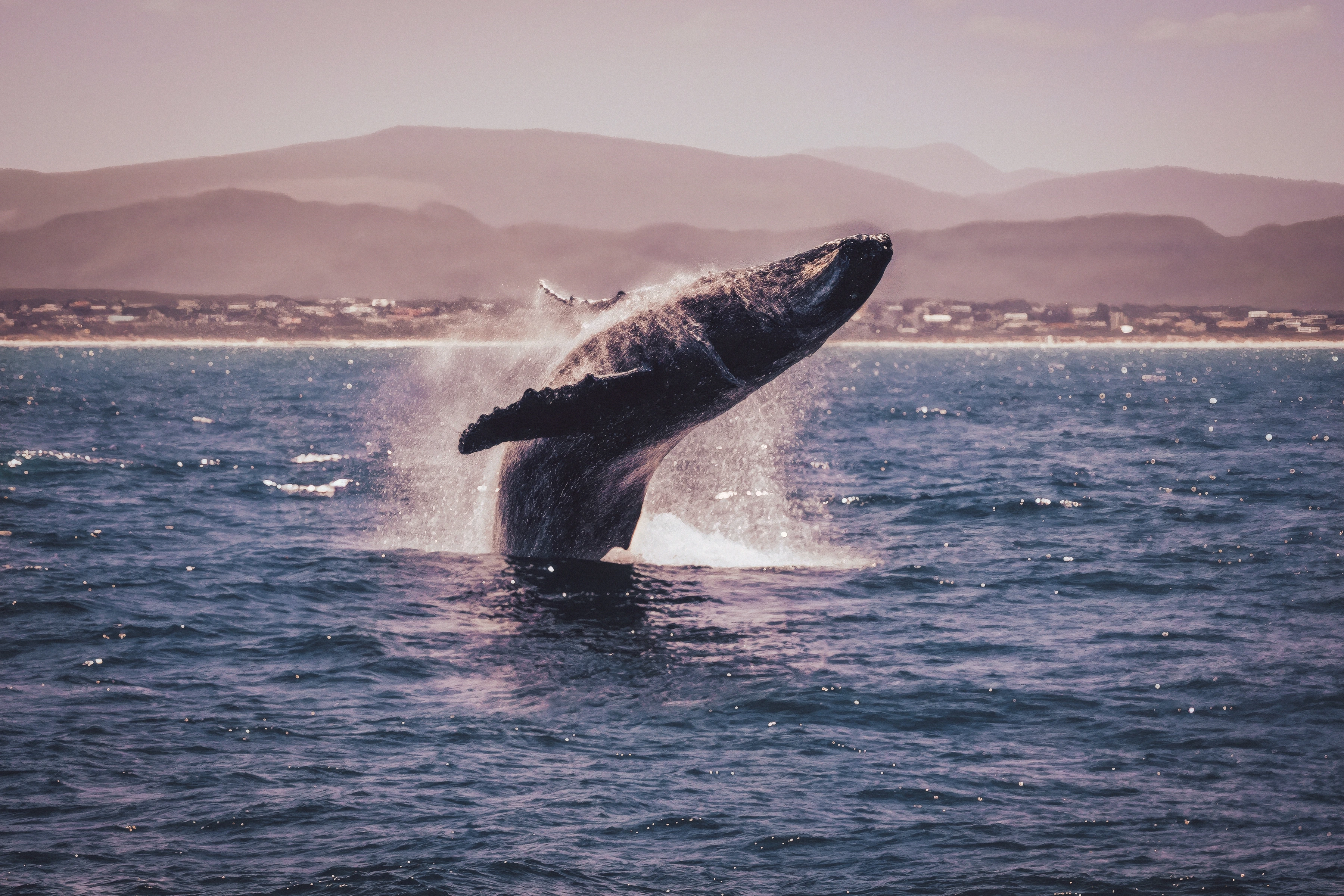 A whale breaches above spray with a layered coastline behind.