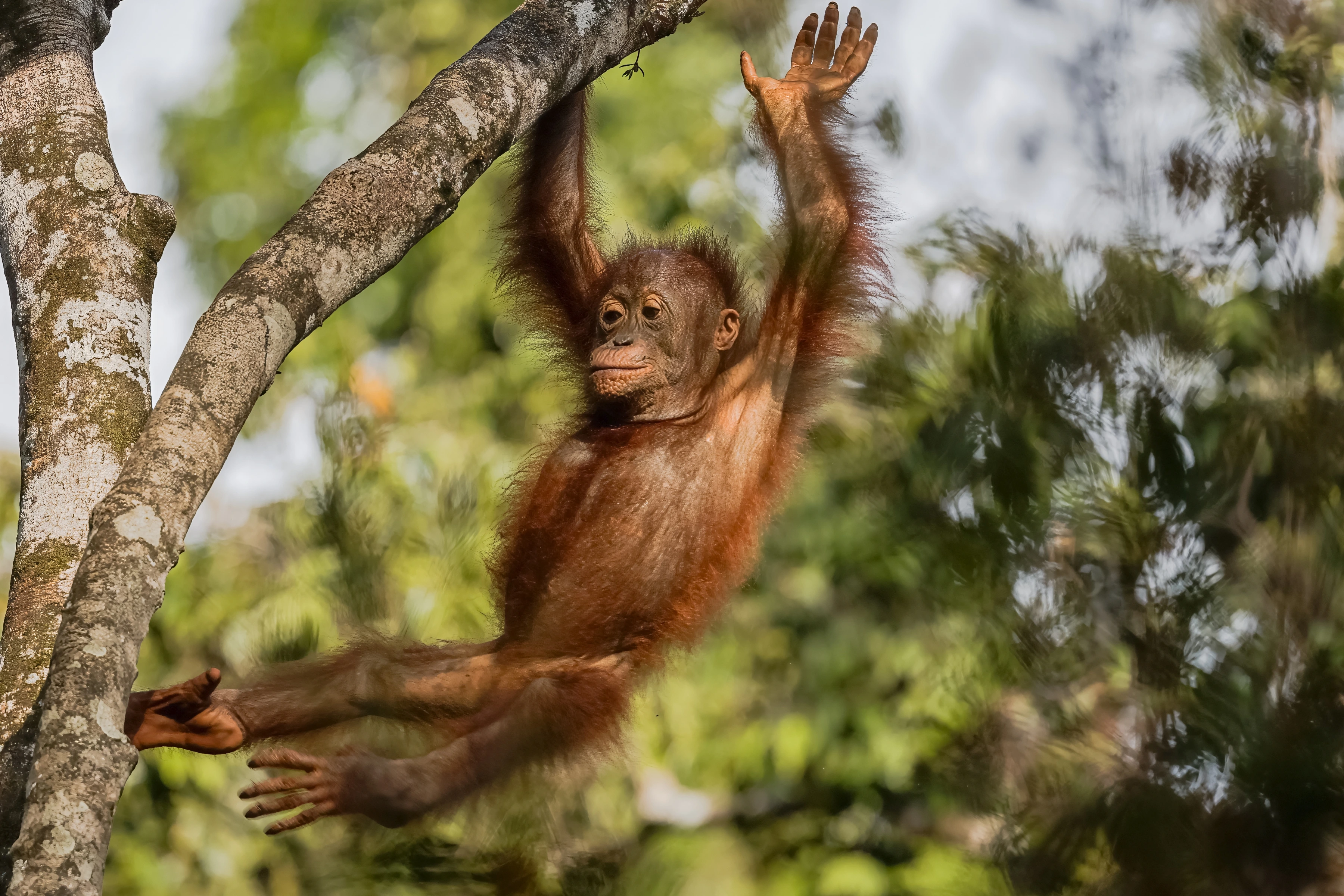 An orangutan reaches upward with an open palm while other limbs brace against a tree.