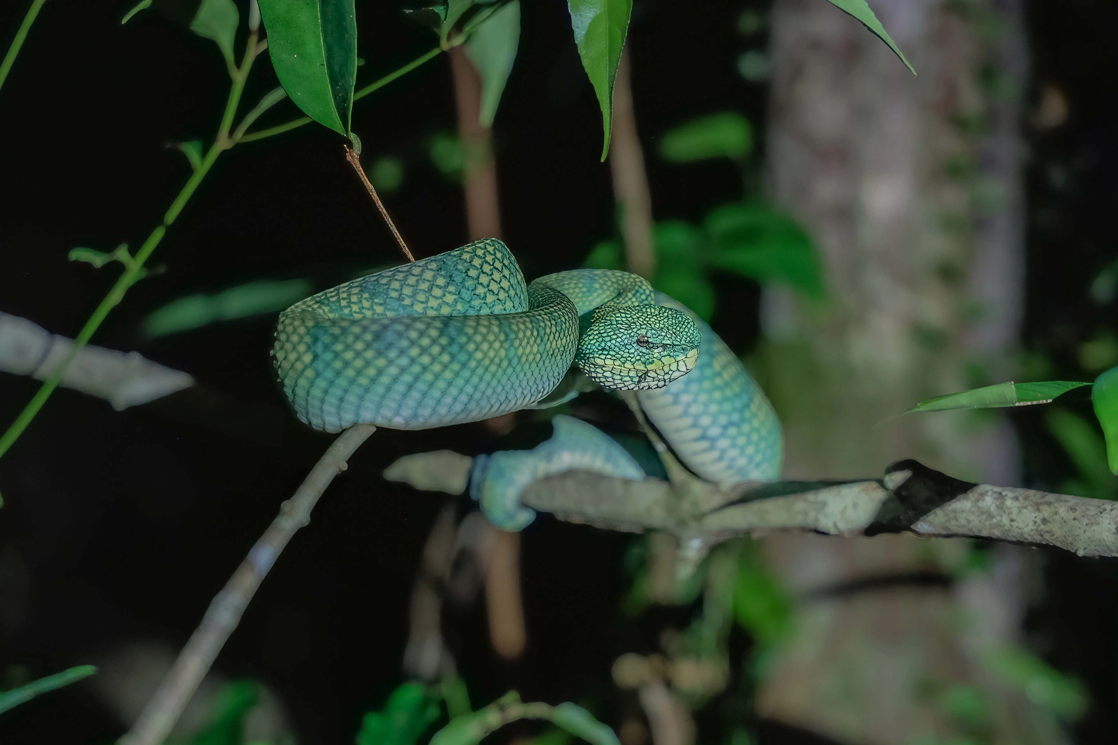 A green snake coils around branches with its head turned towards the camera.