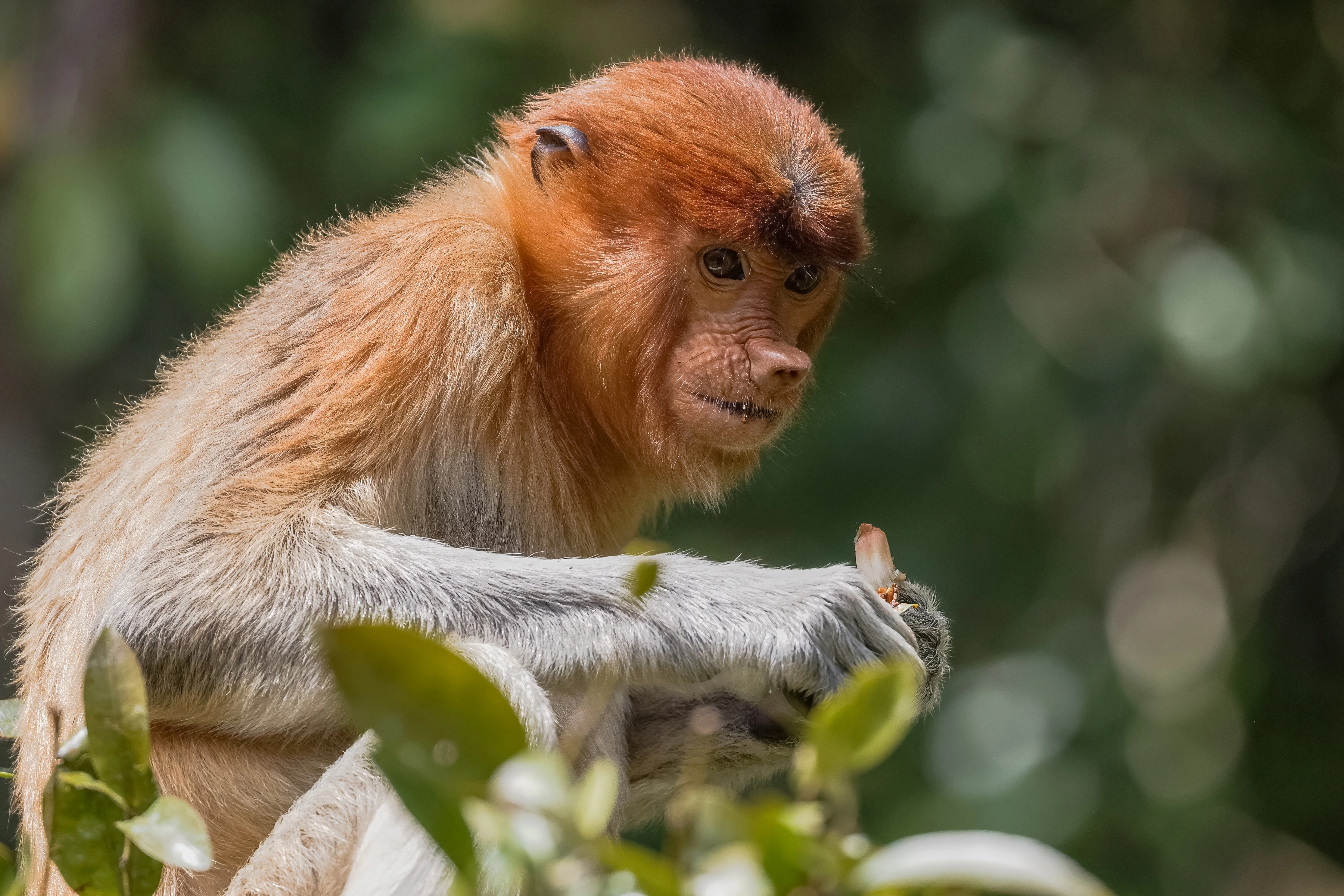 A monkey holds food among branches and foreground leaves.
