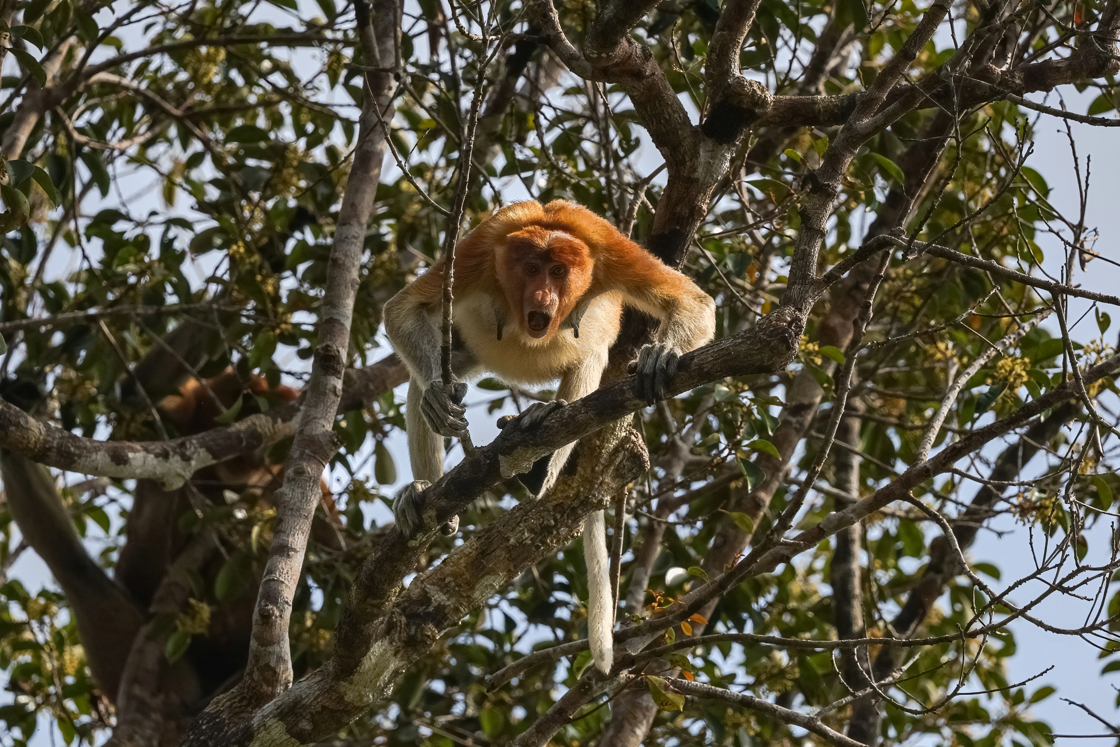 A long-nosed monkey braces on a diagonal branch among crossing limbs and leaves.