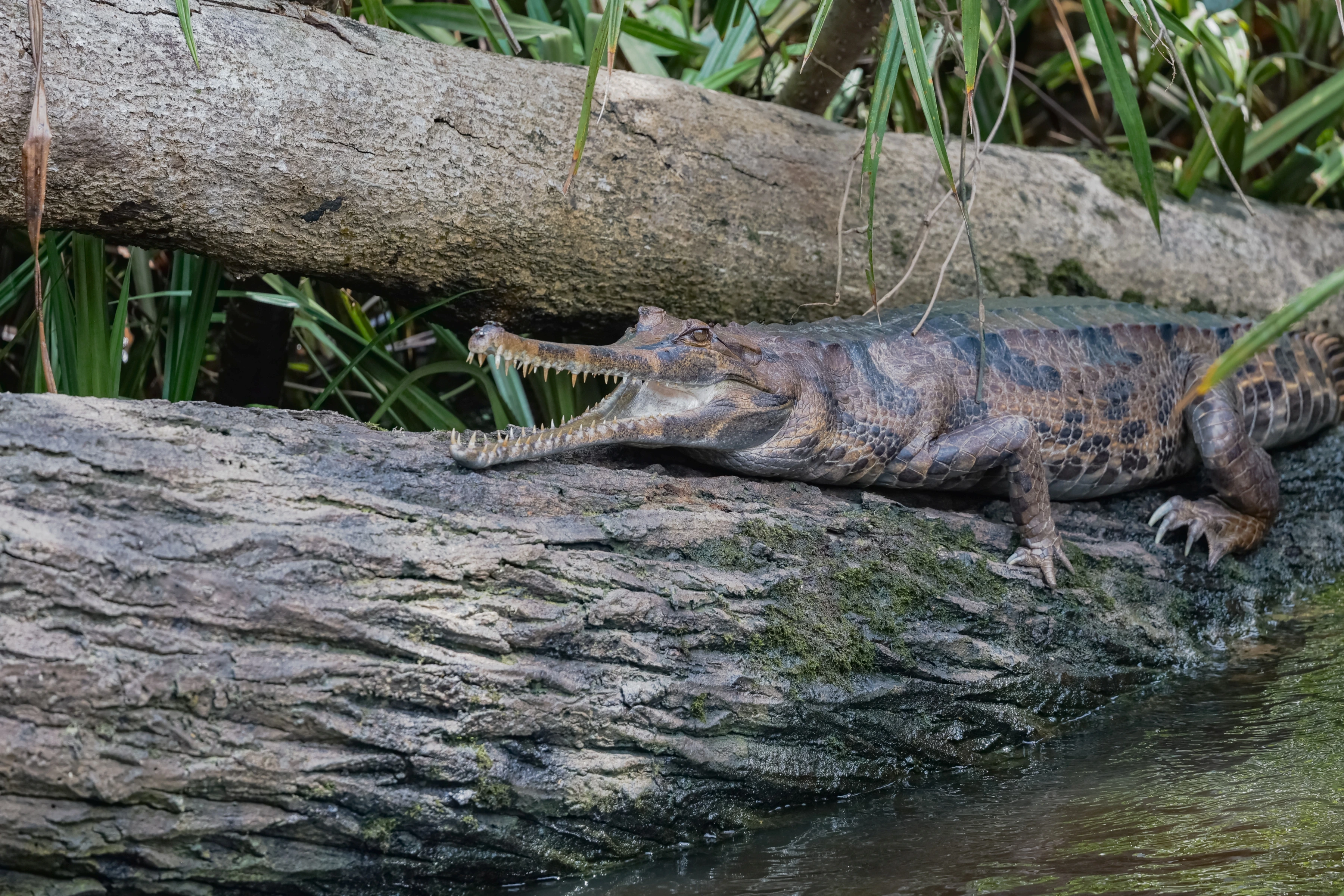 A long-snouted crocodilian rests on a log with its jaws open above the water.