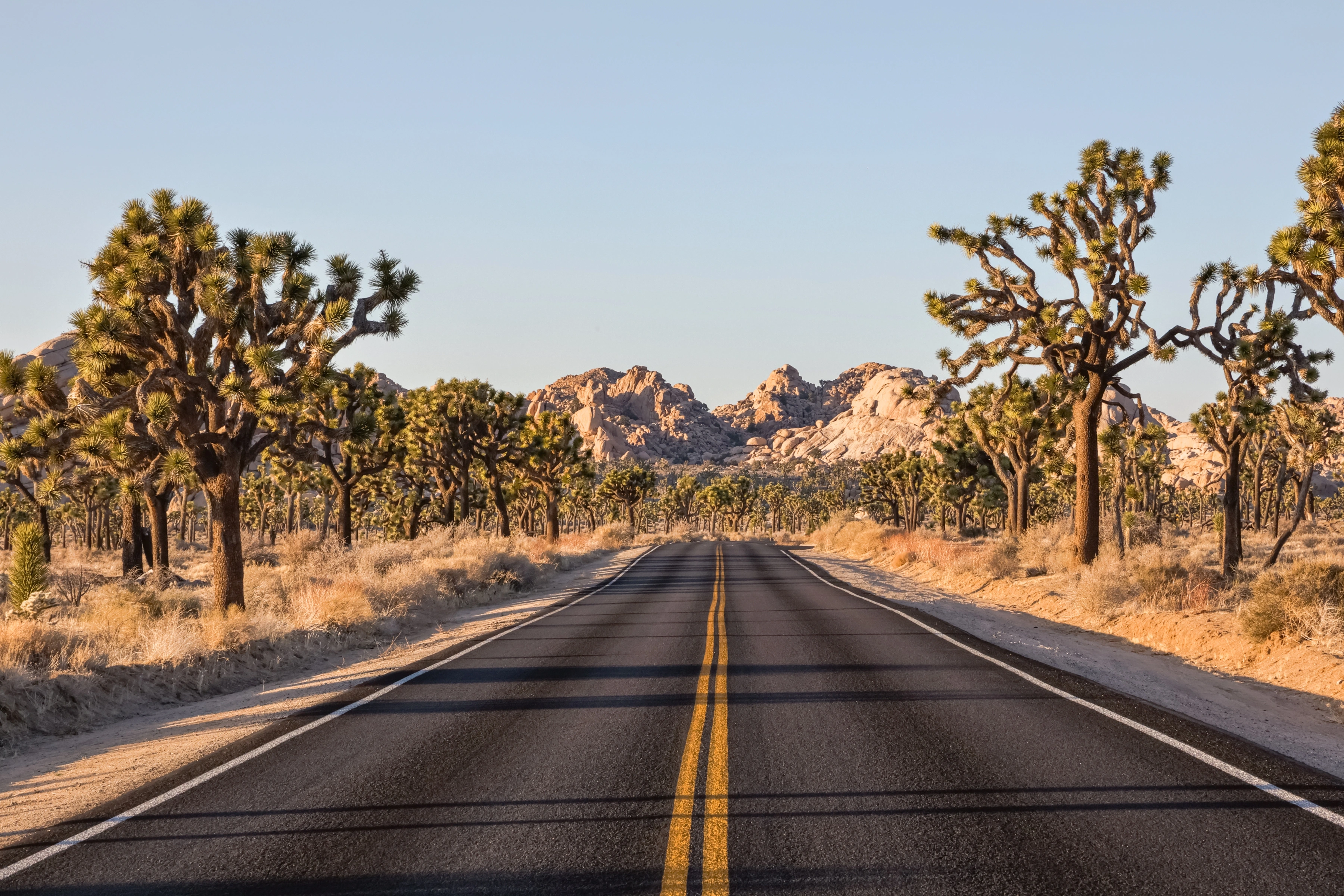 A straight road runs between desert trees and sunlit rock formations.