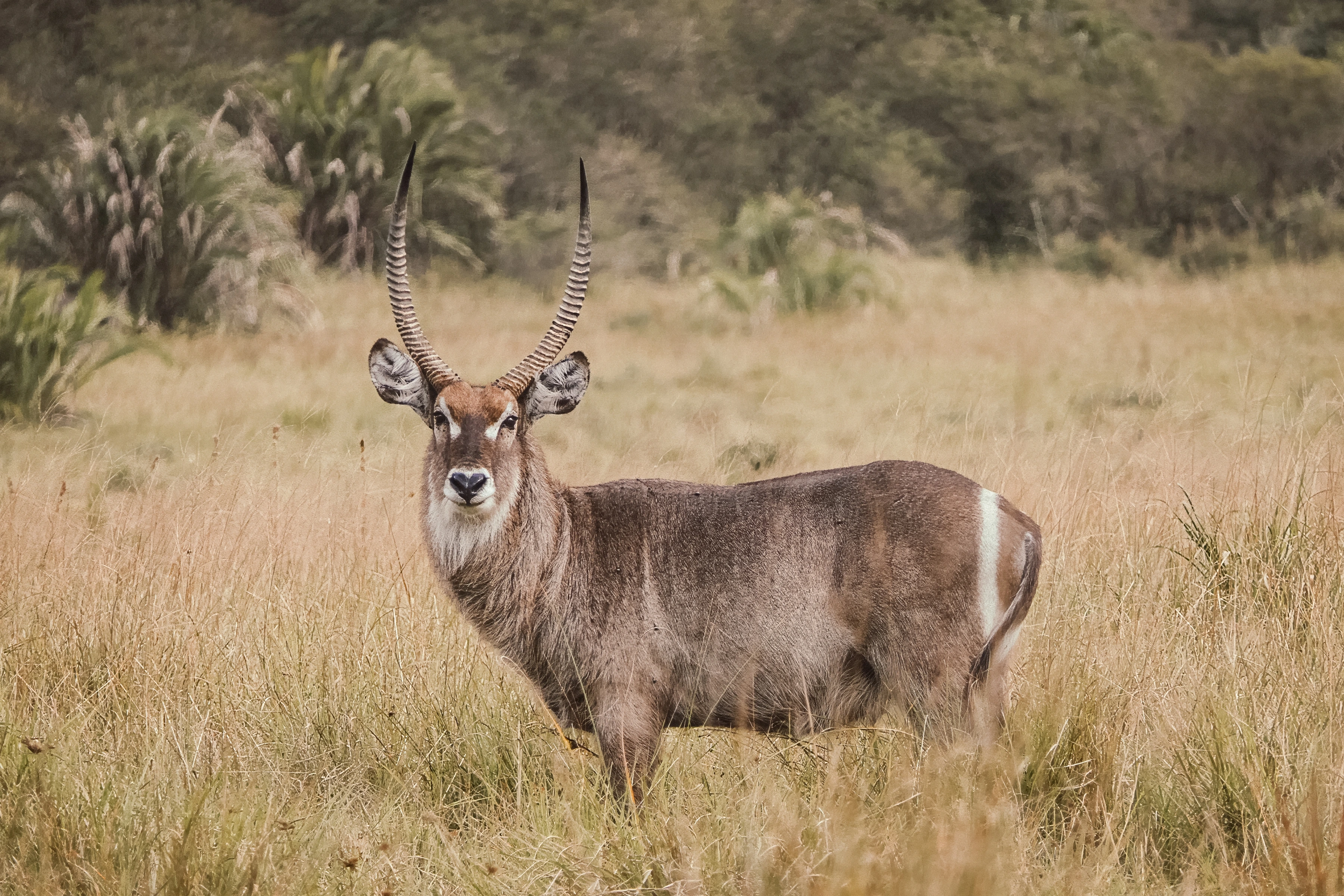 A long-horned antelope stands in pale grass with its body broadside and face toward the camera, against softly rendered vegetation.