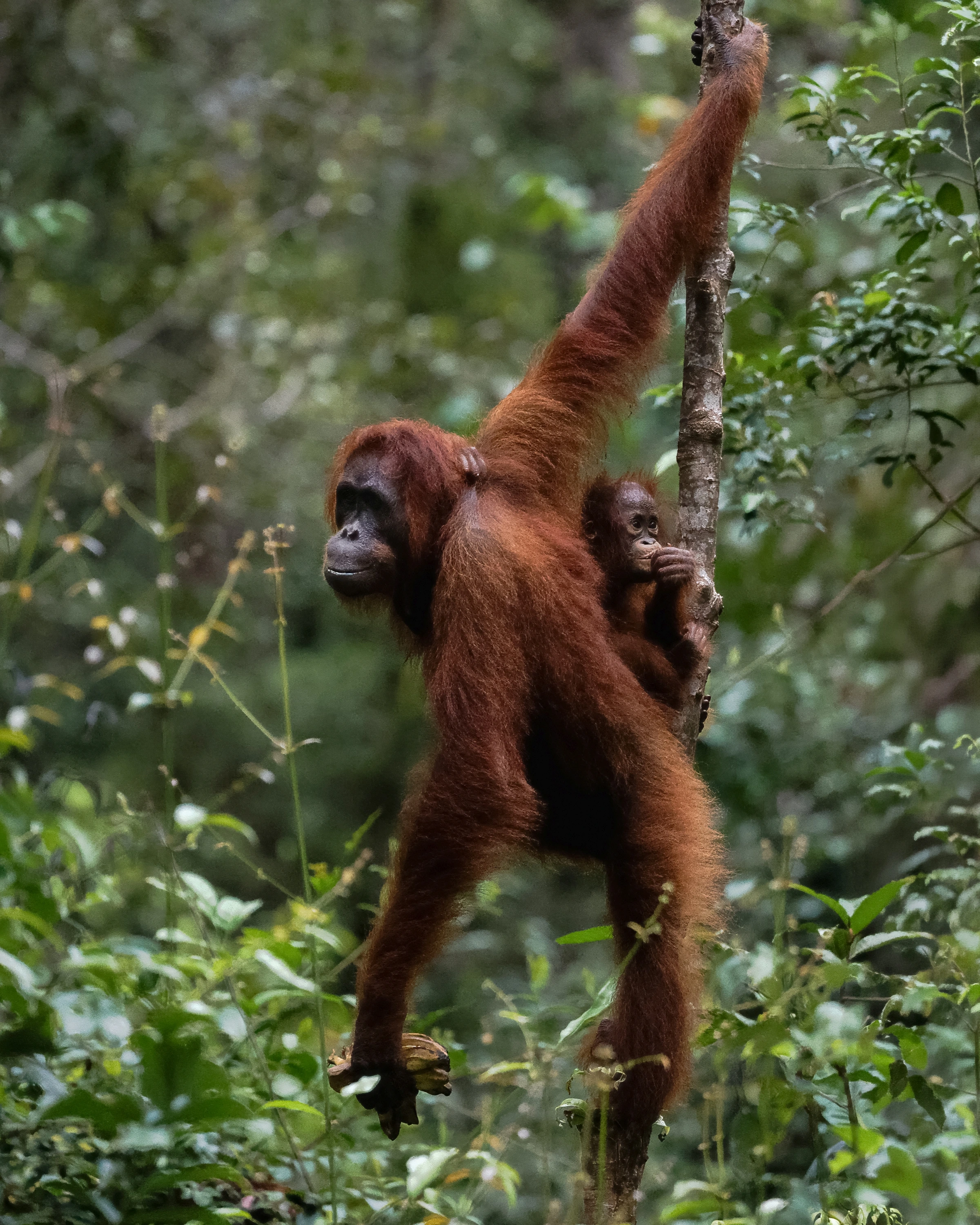 An adult orangutan extends one arm up a slender trunk while a small infant clings behind its shoulder, with both faces visible and a rounded brown object in the lowered hand.