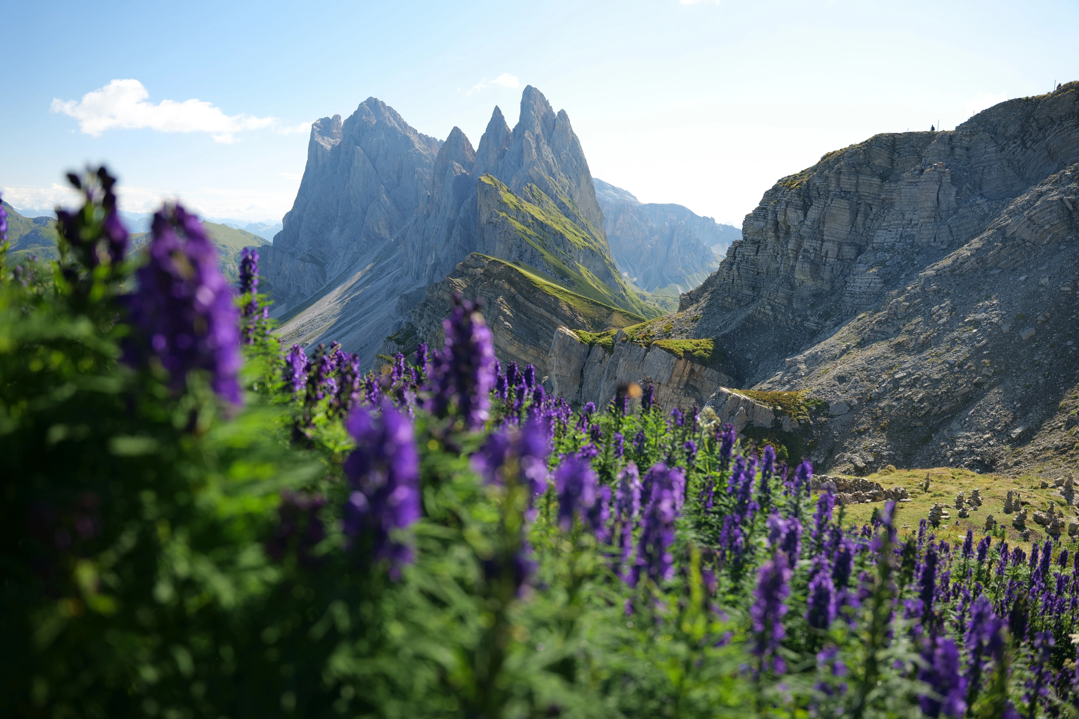 Soft purple flowers fill the near foreground beneath jagged mountain peaks and a rocky ridge.