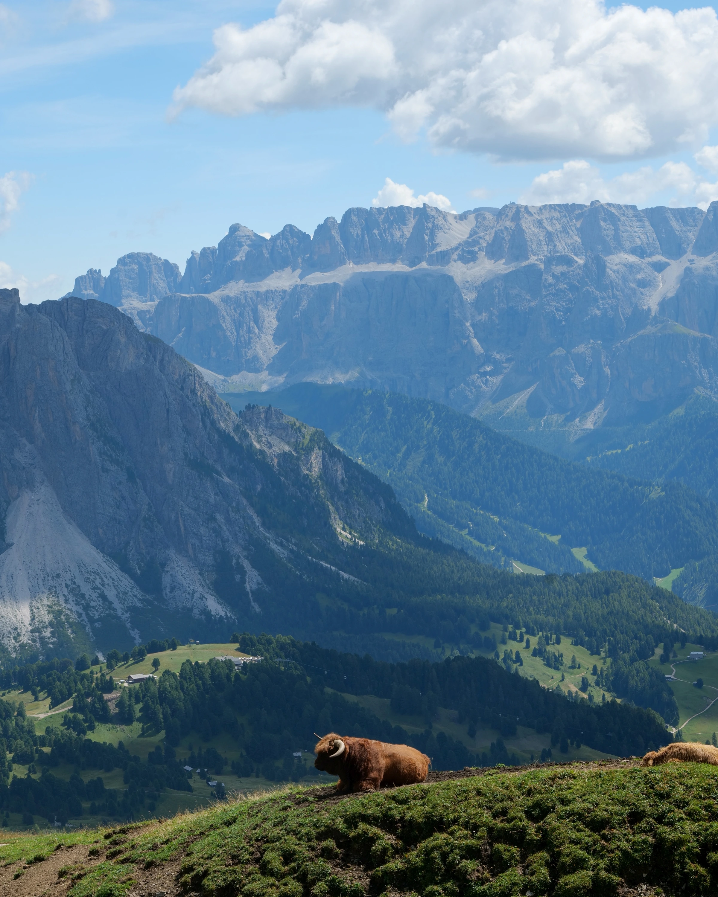 A shaggy horned bovine rests on a pasture above a layered mountain valley; part of another animal enters at the right edge.