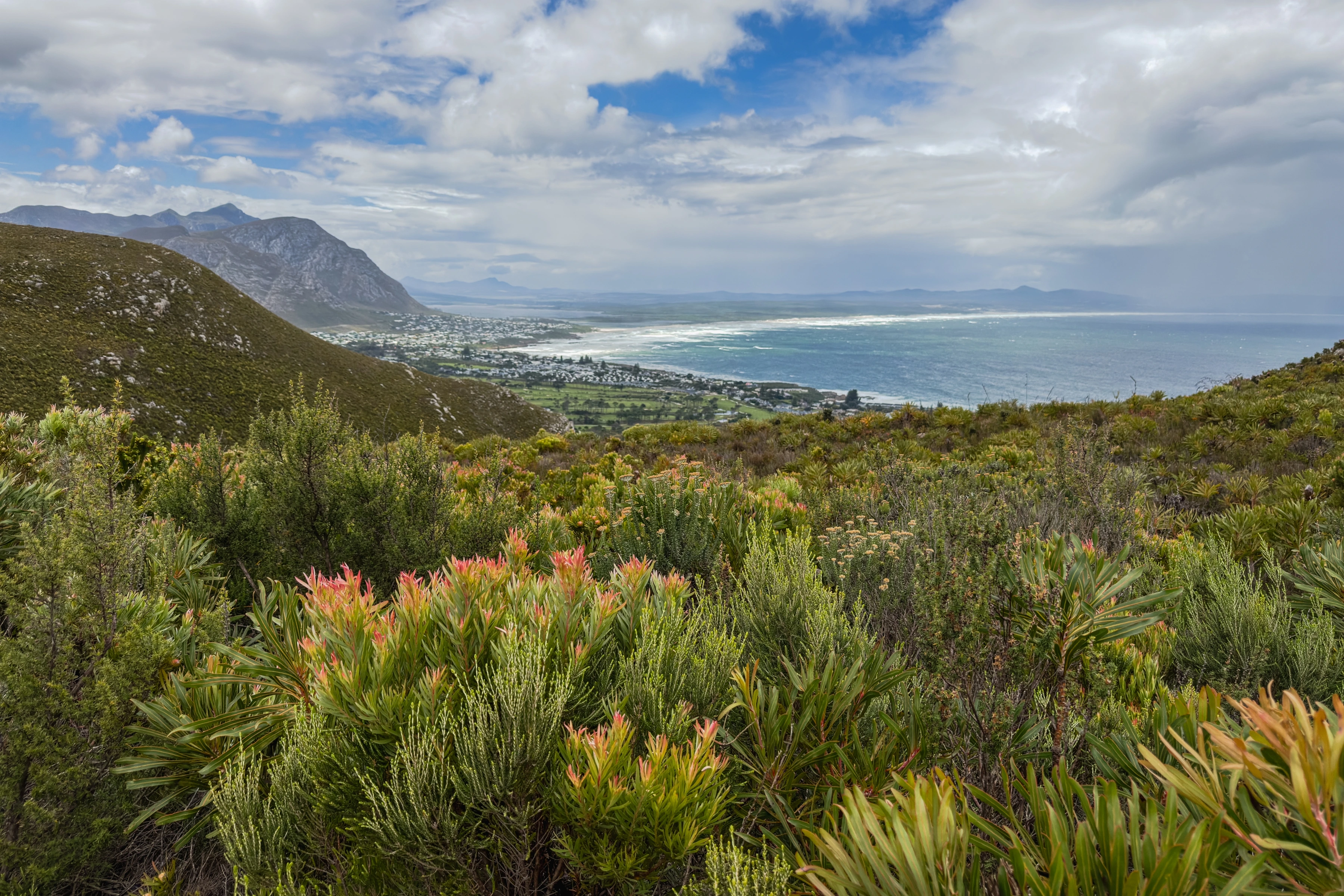 Pointed foreground plants overlook a bay, coastal buildings and a mountain under cloud.