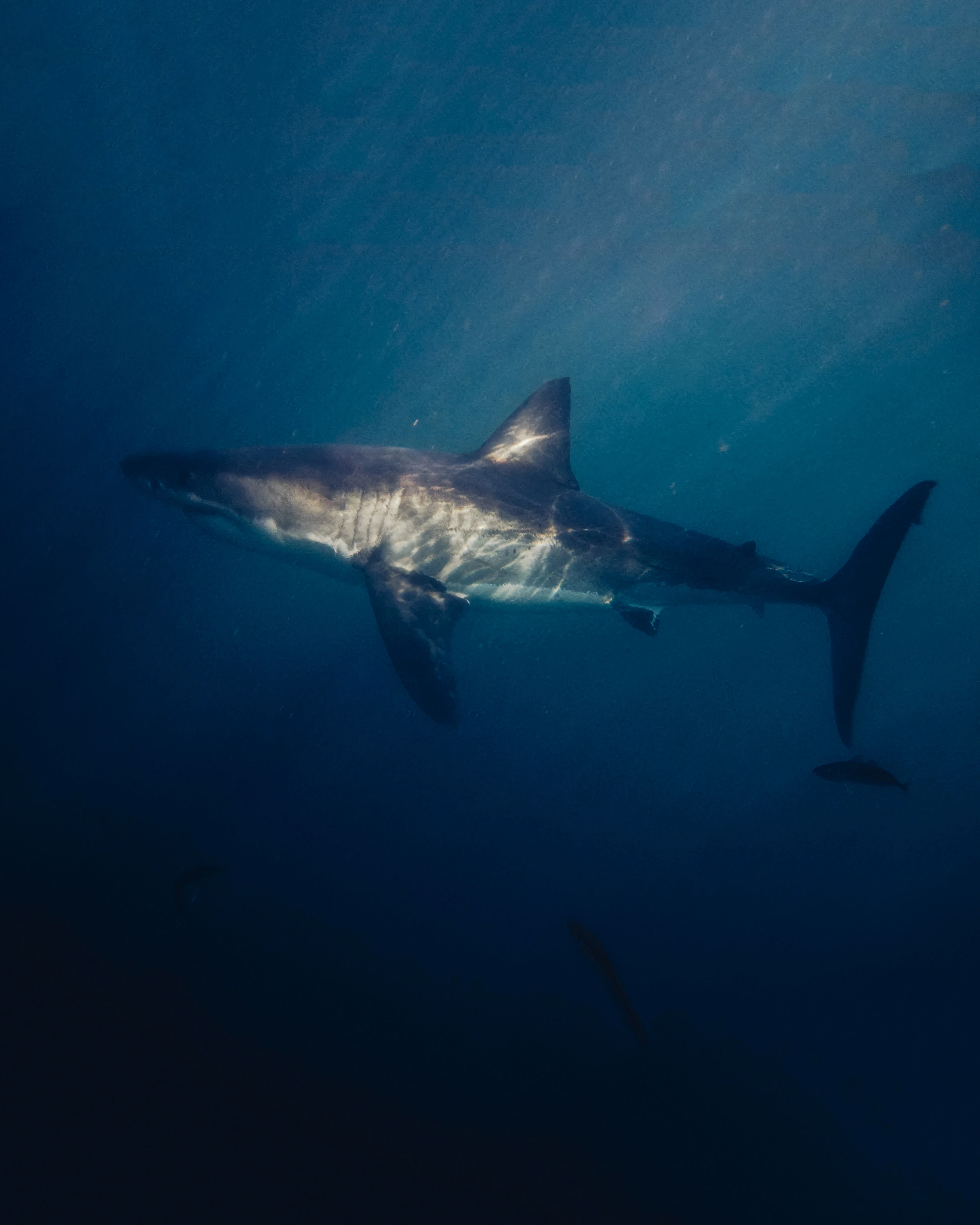 A shark lies across the blue water, with light patterns on its back and small fish nearby.