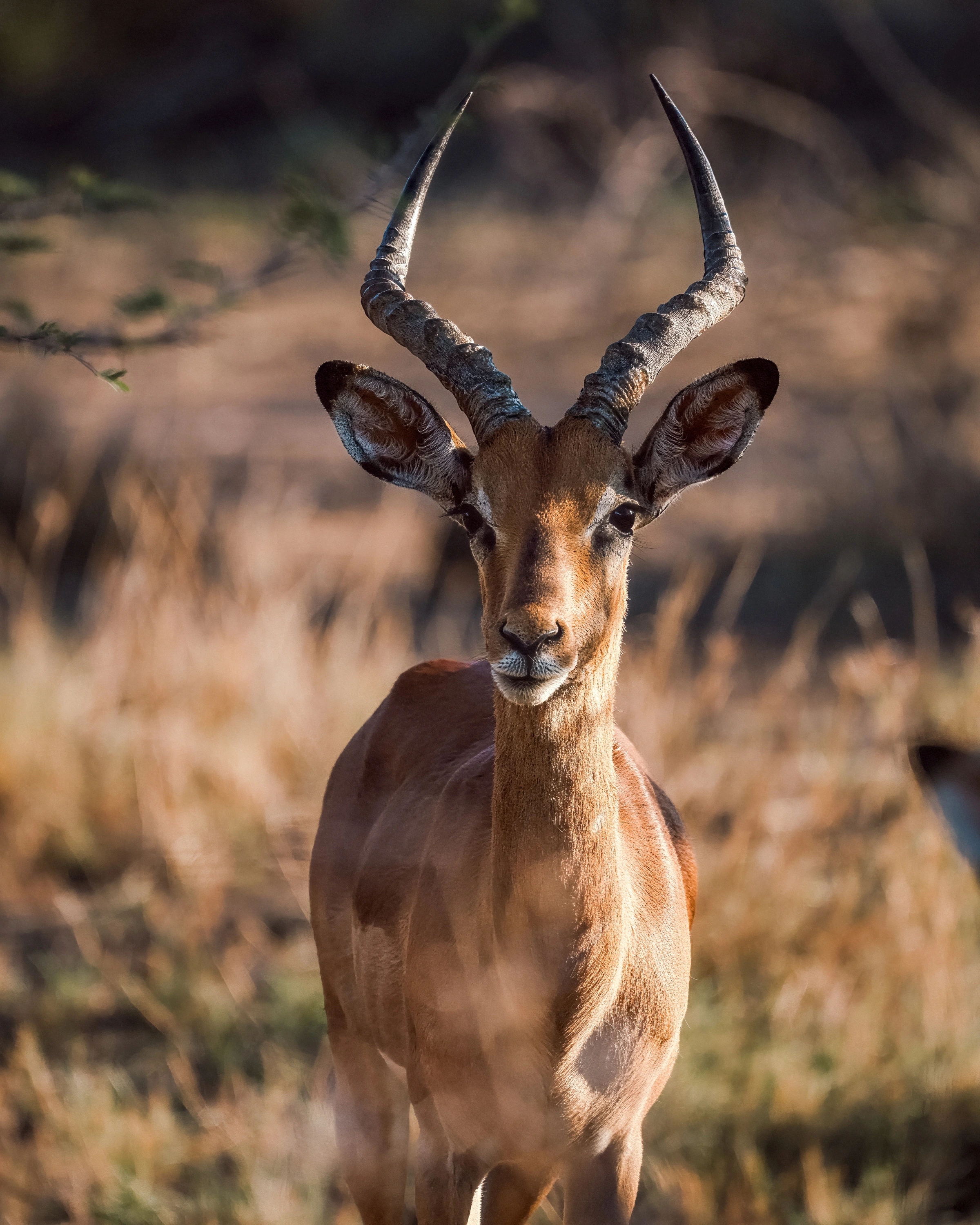 A horned antelope faces the camera, with complete curved horns, warm side light across its face and chest, blurred grass below and darker blurred shapes behind.