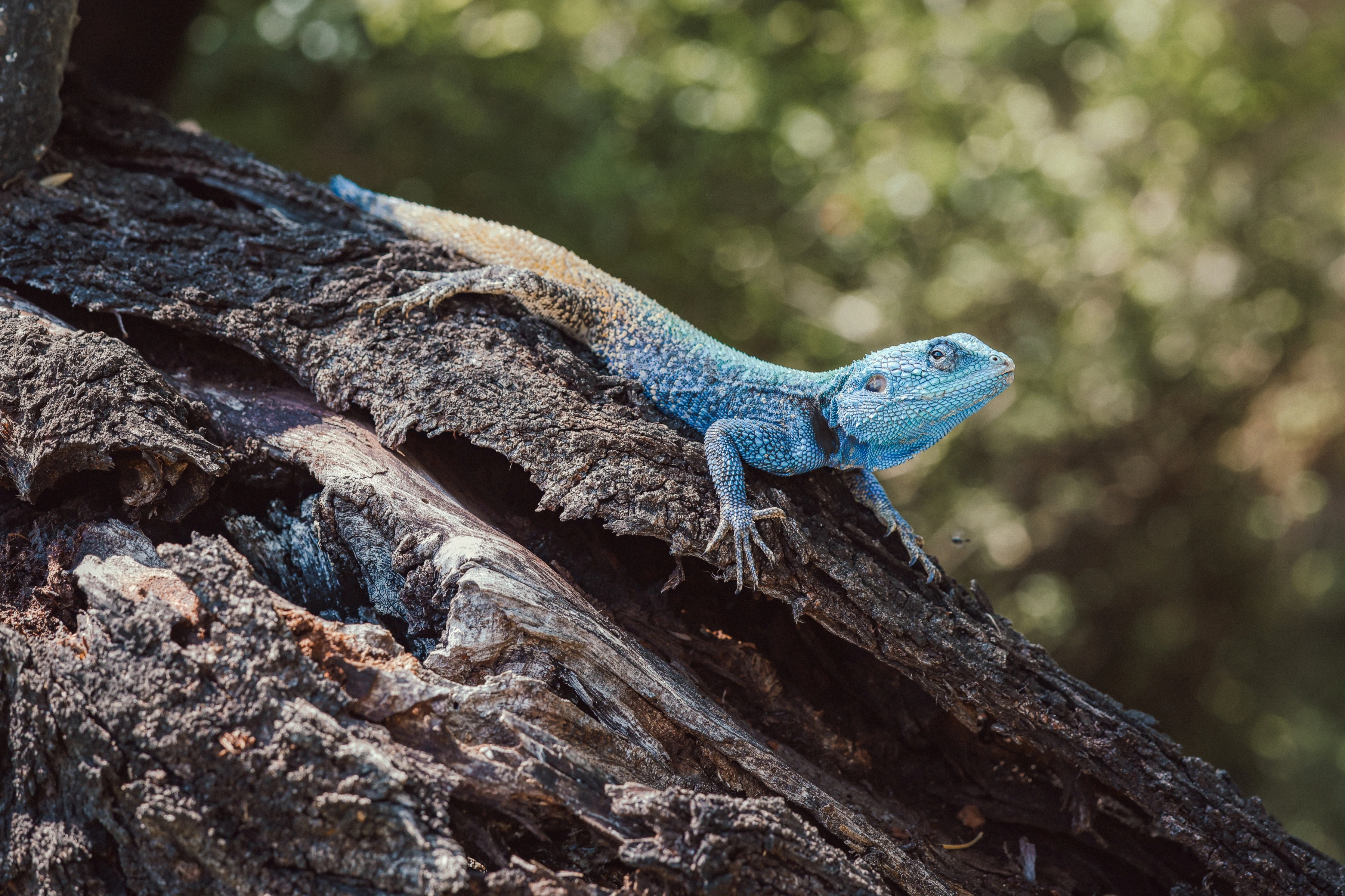 A blue-headed lizard lies diagonally across deeply cracked bark, with its full body, long tail, splayed feet and space beyond the head against a soft green background.