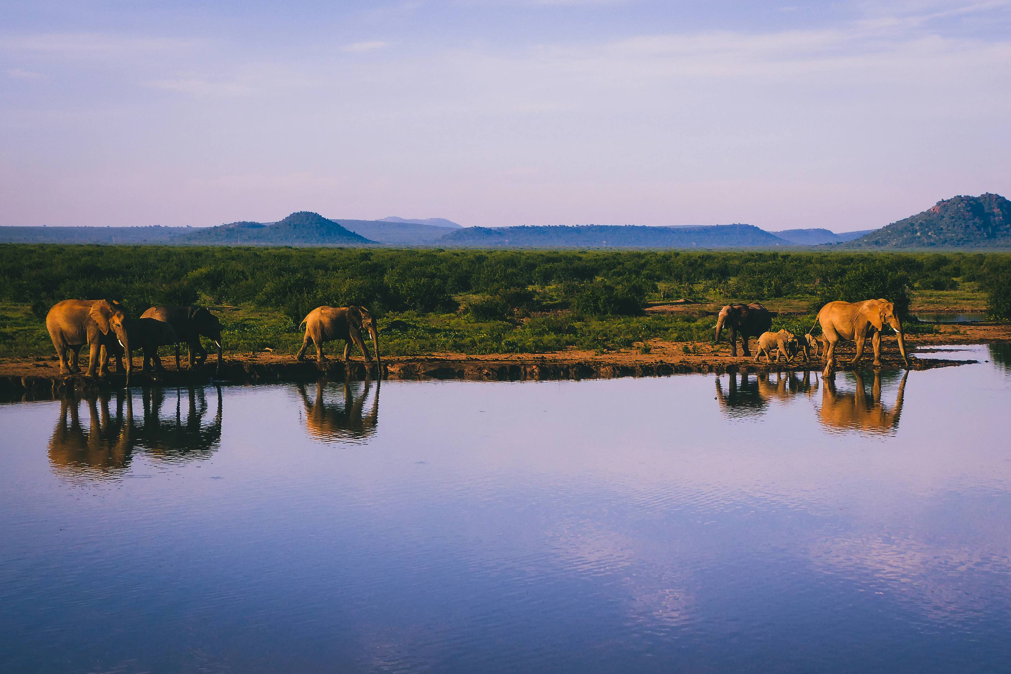 Several elephants gather along a pool with overlapping bodies and reflections.
