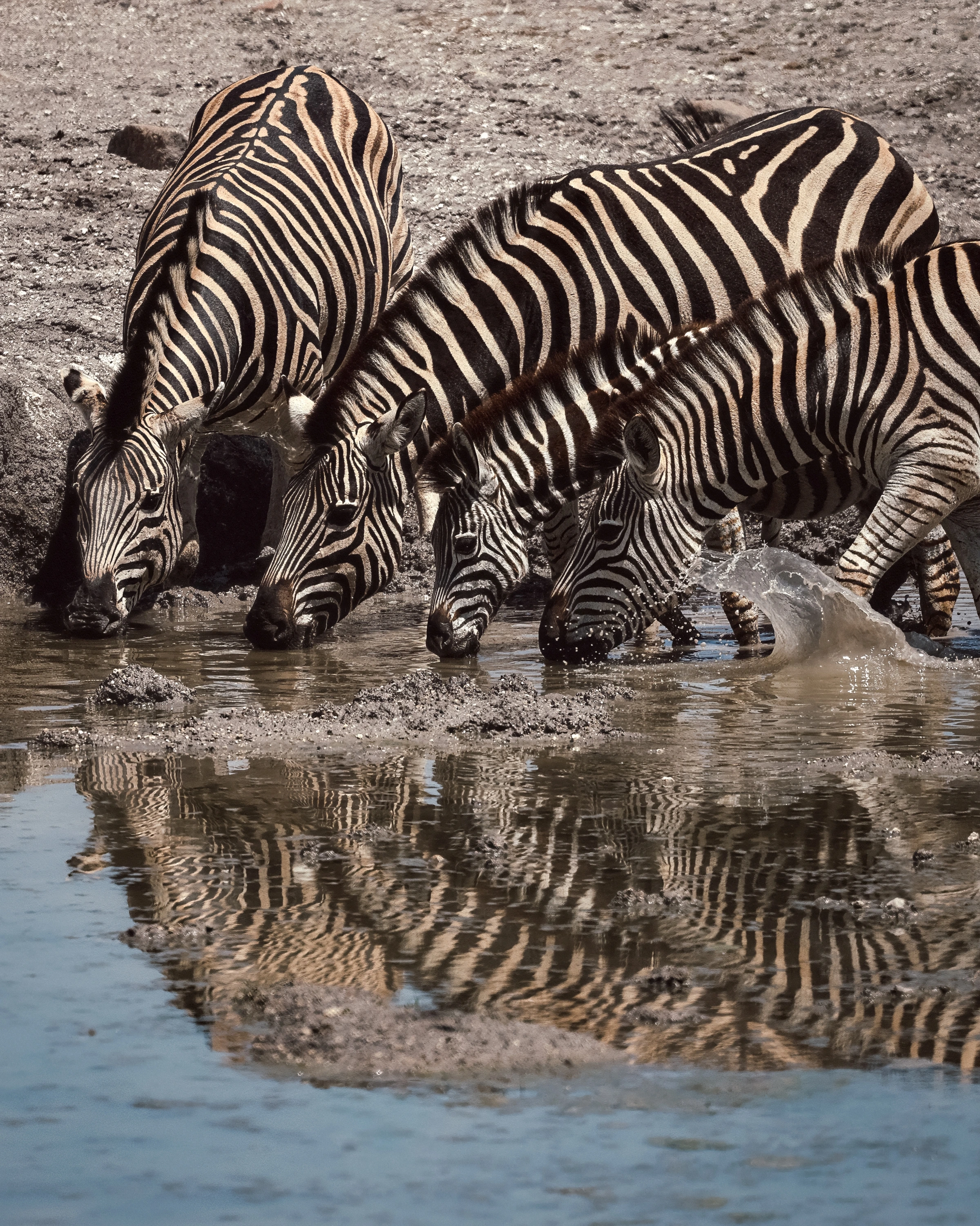 Four zebras lower their heads to a muddy pool, with overlapping striped bodies above, reflected stripes below and a curved splash at the right in a vertical frame.