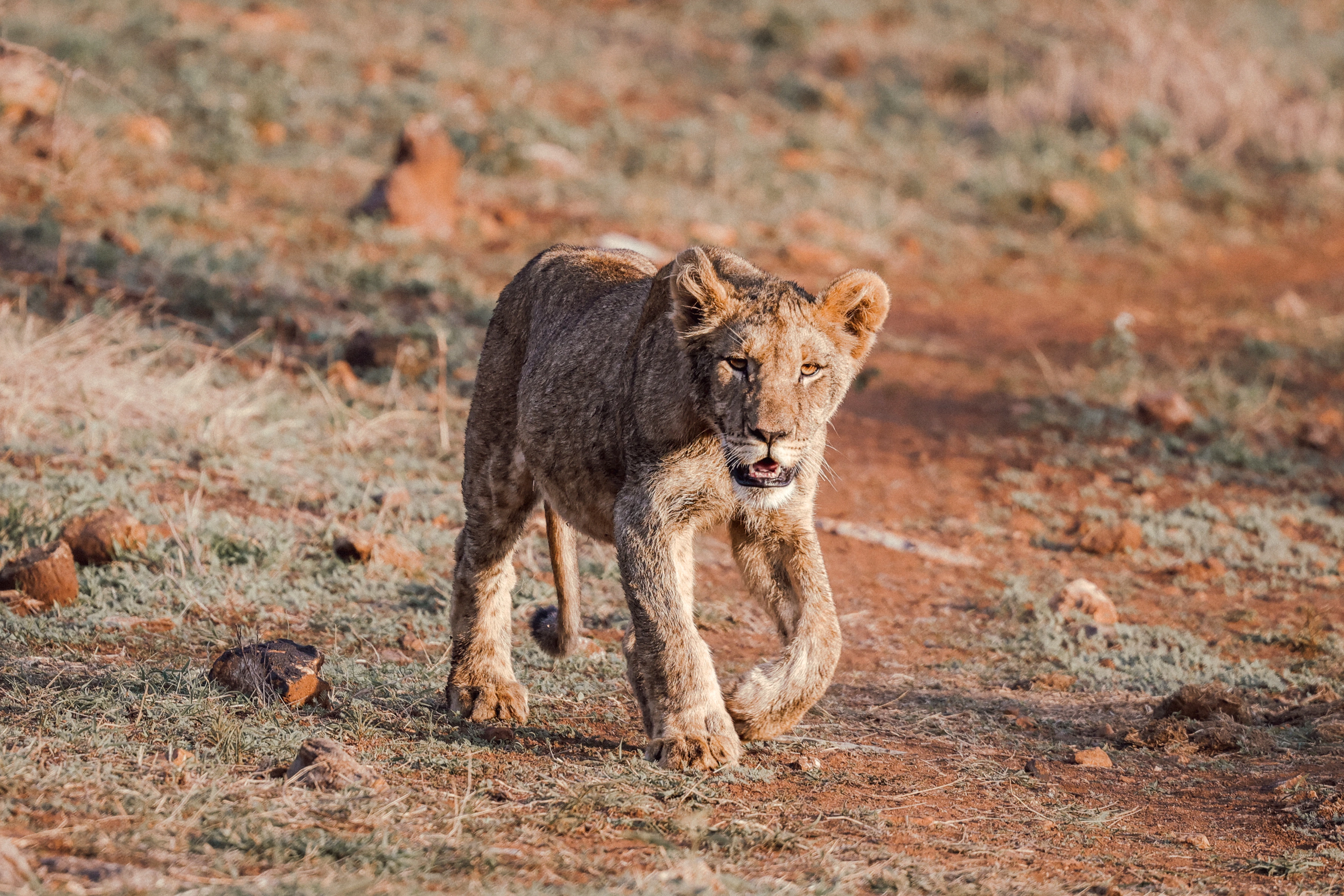 A lion without a full mane steps toward the camera over reddish rocky grassland, with one forepaw forward, its mouth partly open and softly rendered ground and vegetation behind.