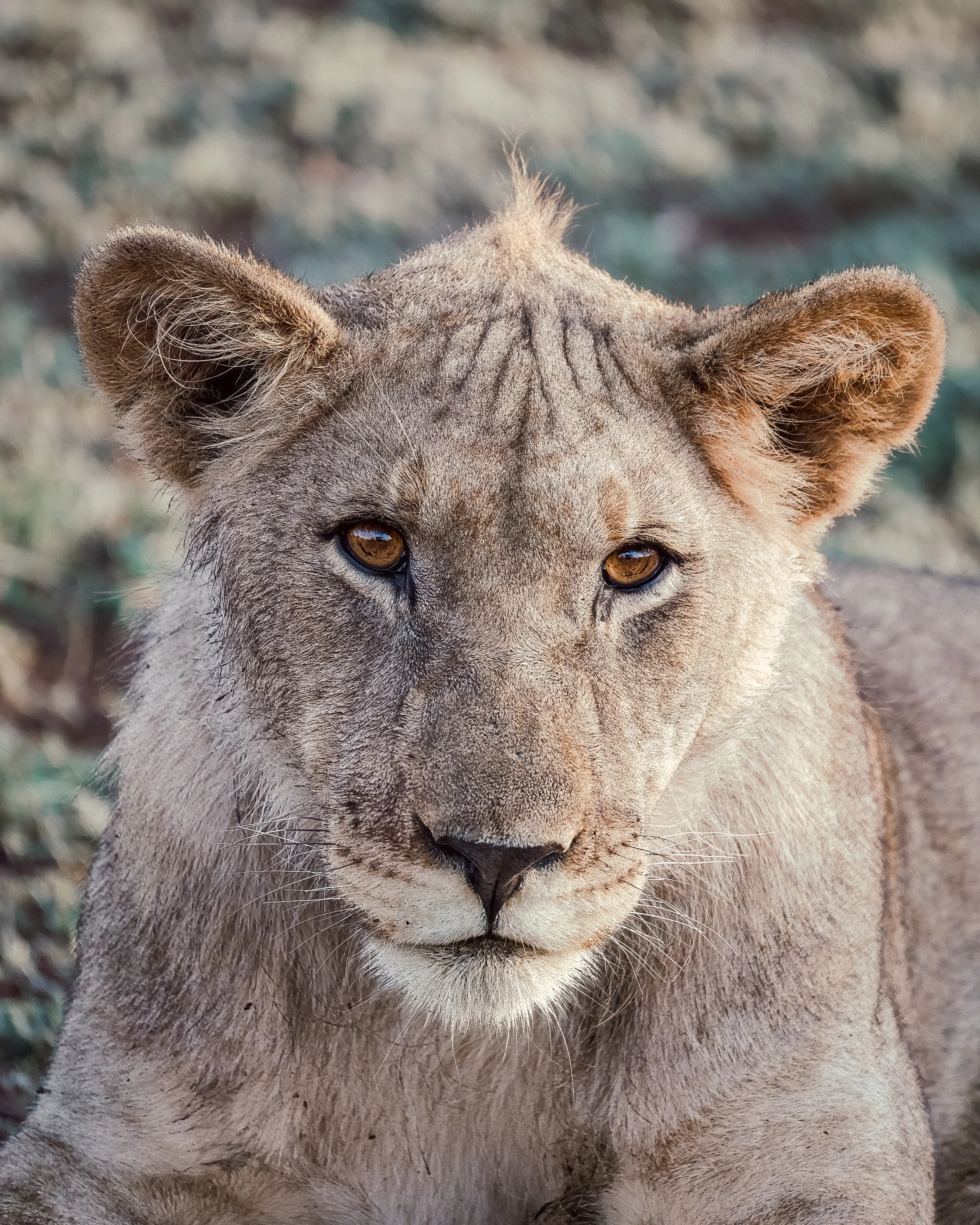 A close lion portrait fills a vertical frame, with both ears, a small forehead tuft, amber eyes, muzzle and whiskers visible against softly rendered vegetation.