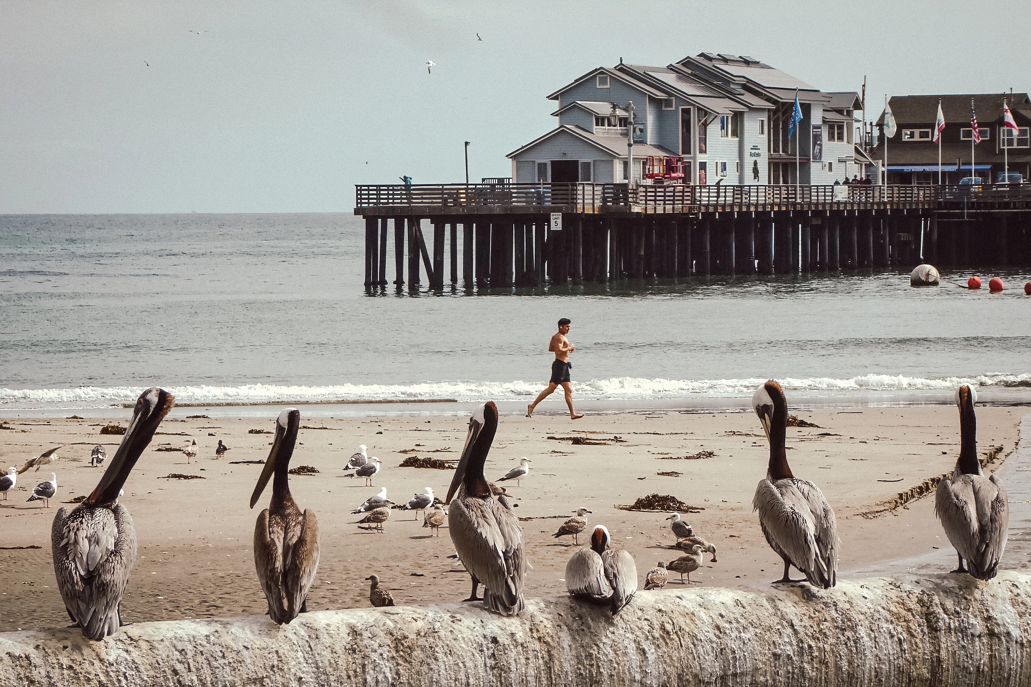Pelicans line a foreground wall while a runner and other birds occupy the beach behind.