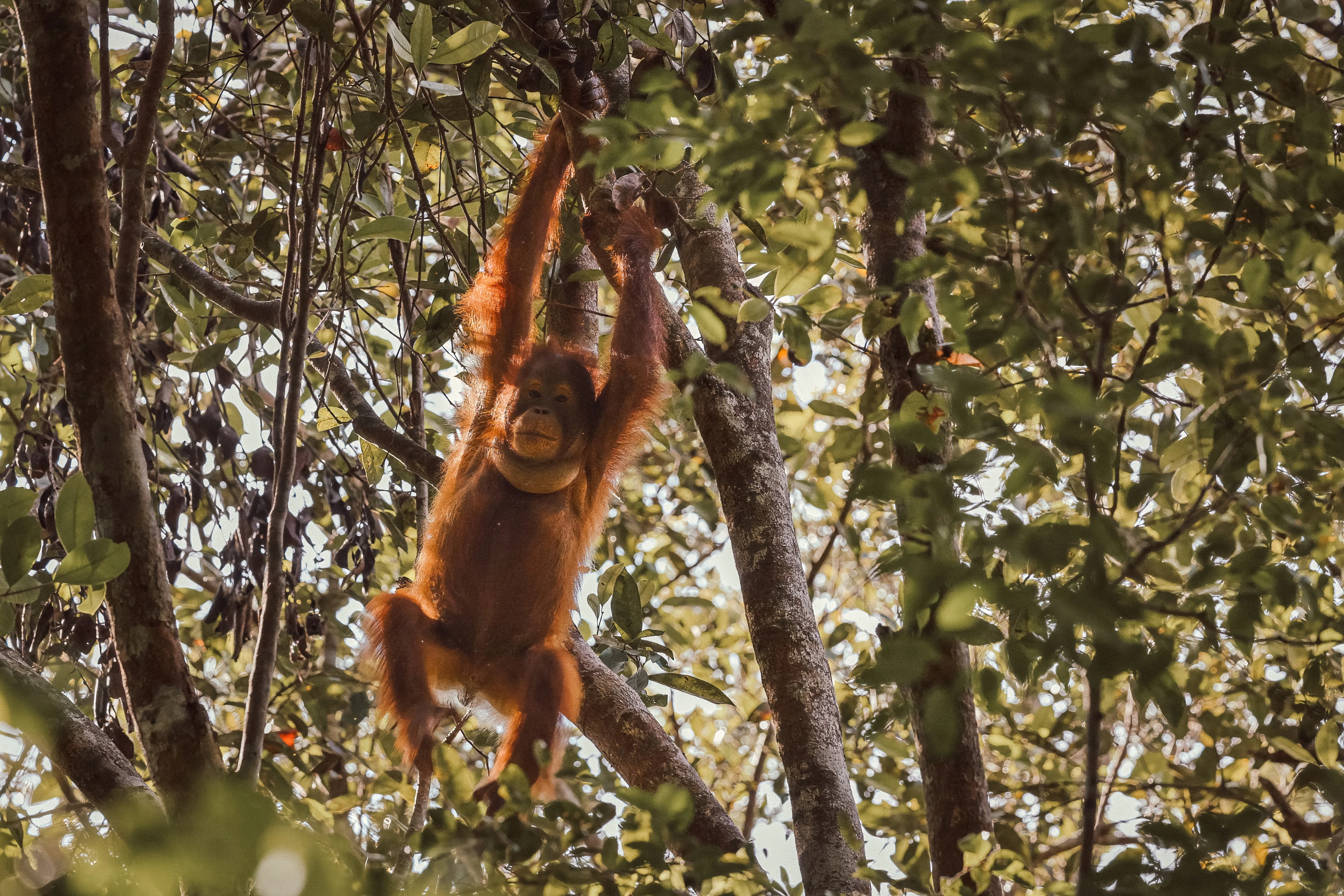 An orangutan hangs by both arms among sunlit branches and dense leaves.