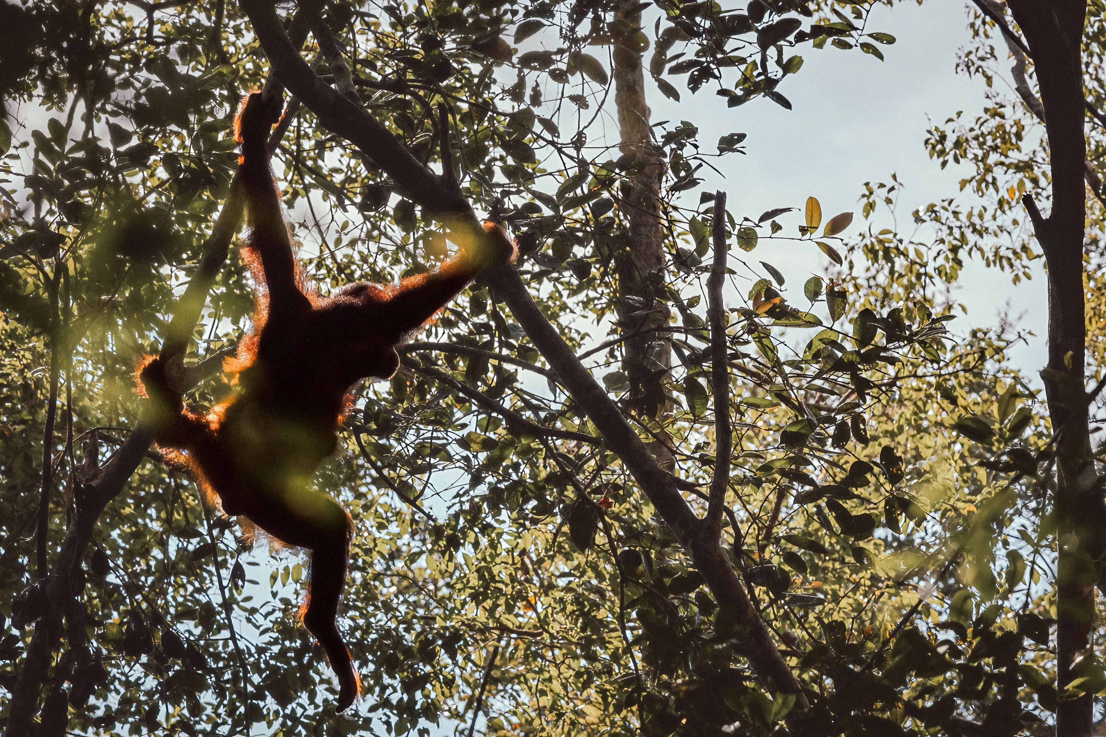 An orangutan is silhouetted among branches, with warm light edging its fur.