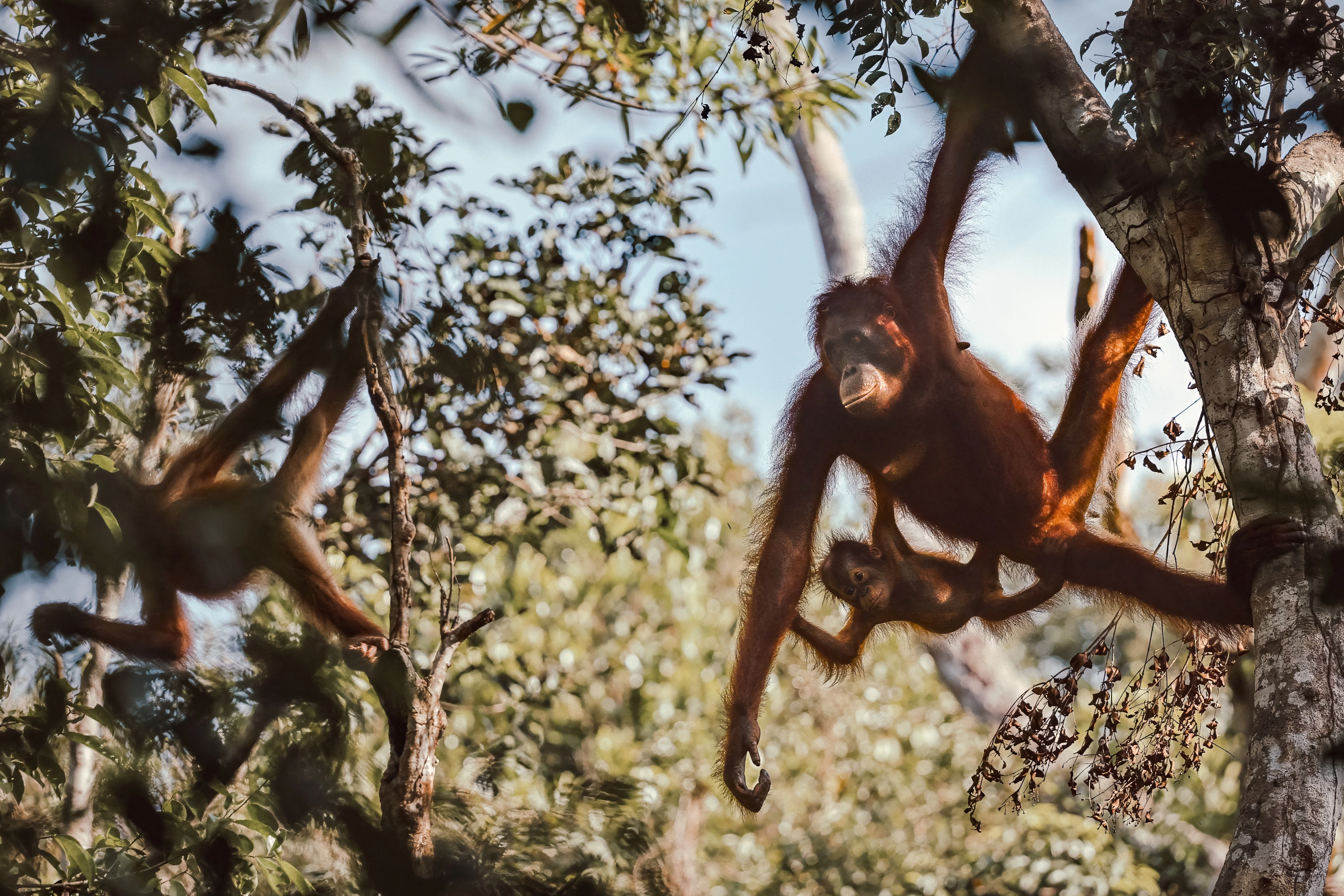 Three orangutans occupy a network of branches, including a small animal held beneath an adult.