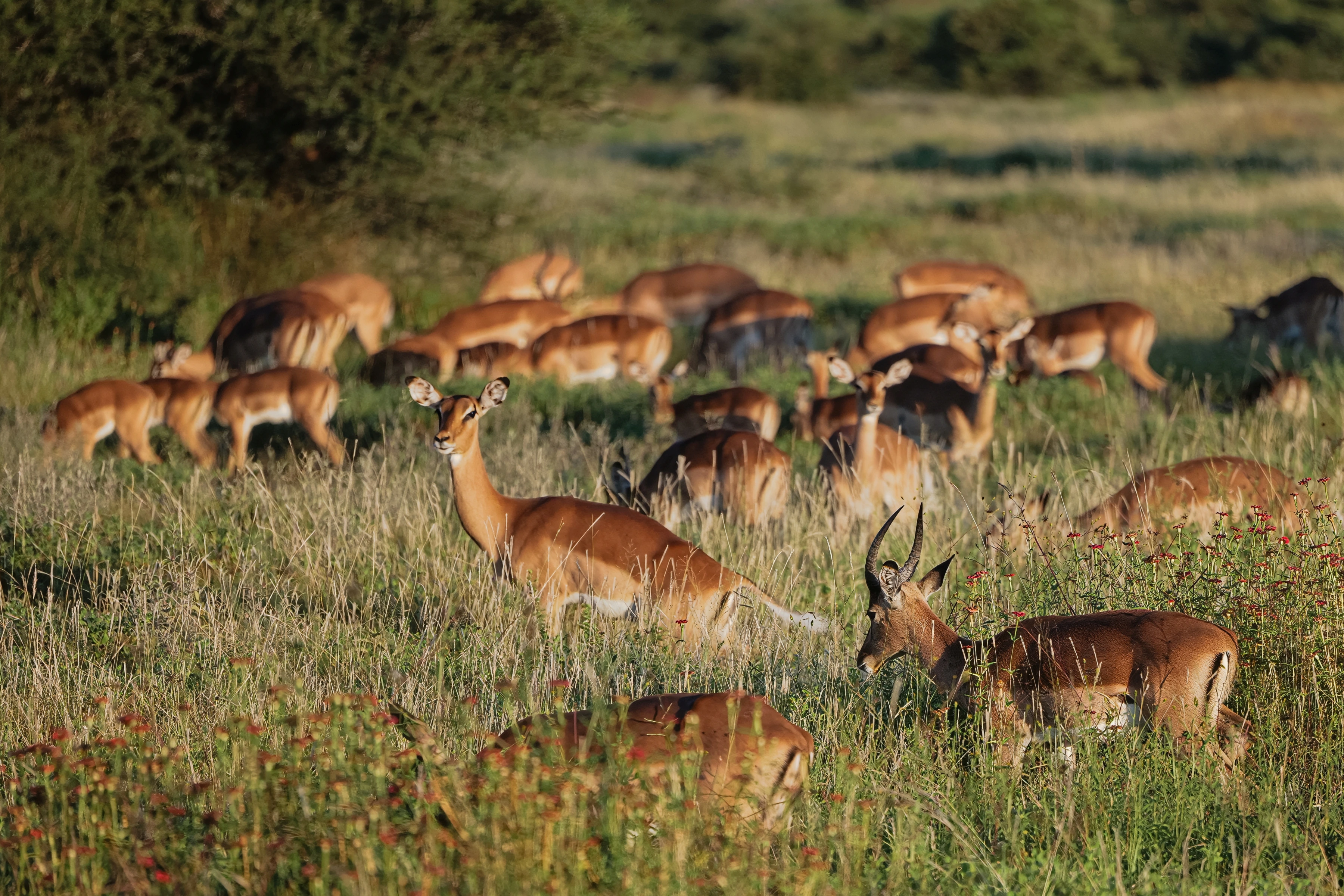 A herd of brown antelope fills layered grassland, with an upright animal looking toward the viewer left of centre, a nearer horned head on the right and softer grazing bodies behind.