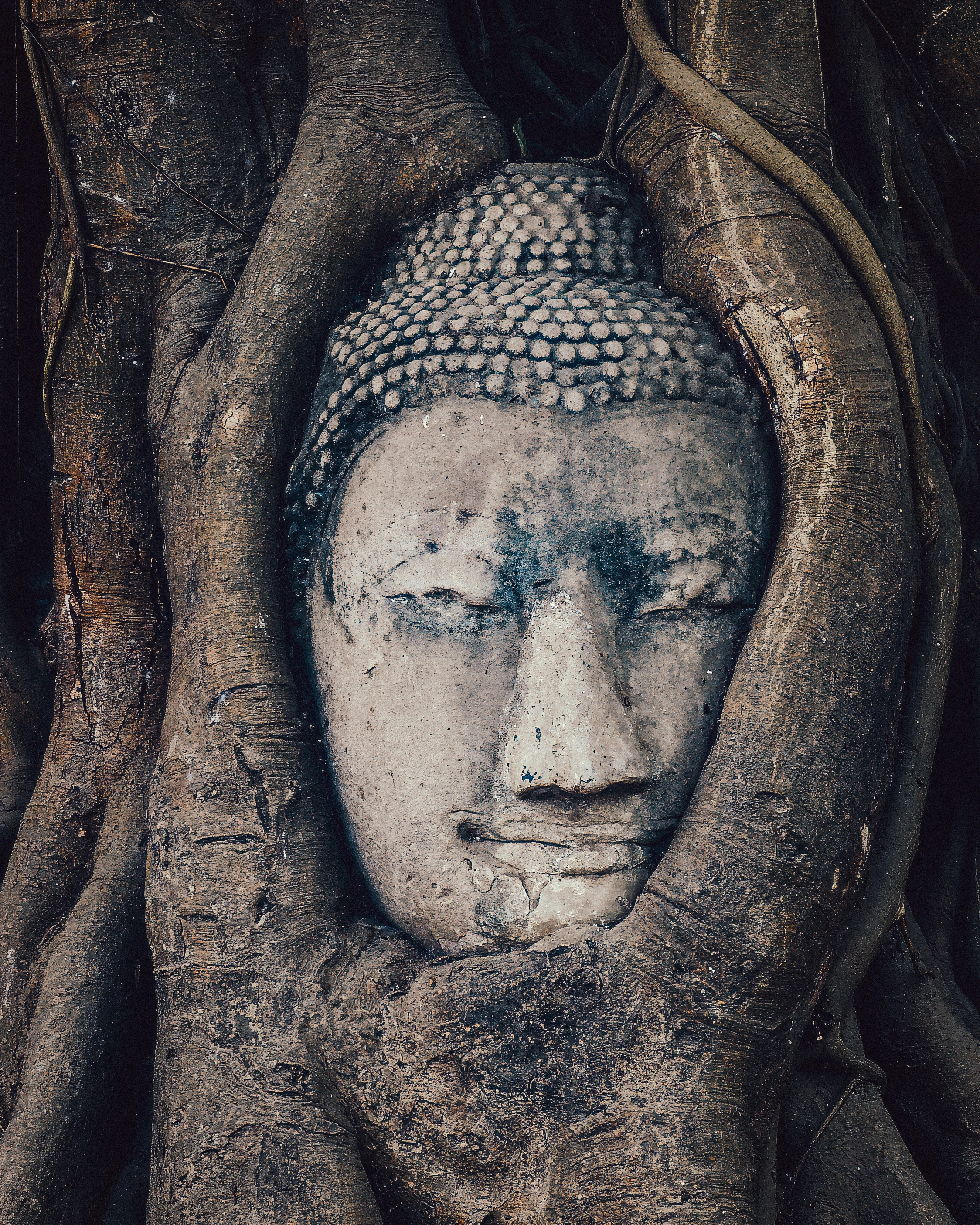 A carved face is enclosed by a dense network of tree roots.