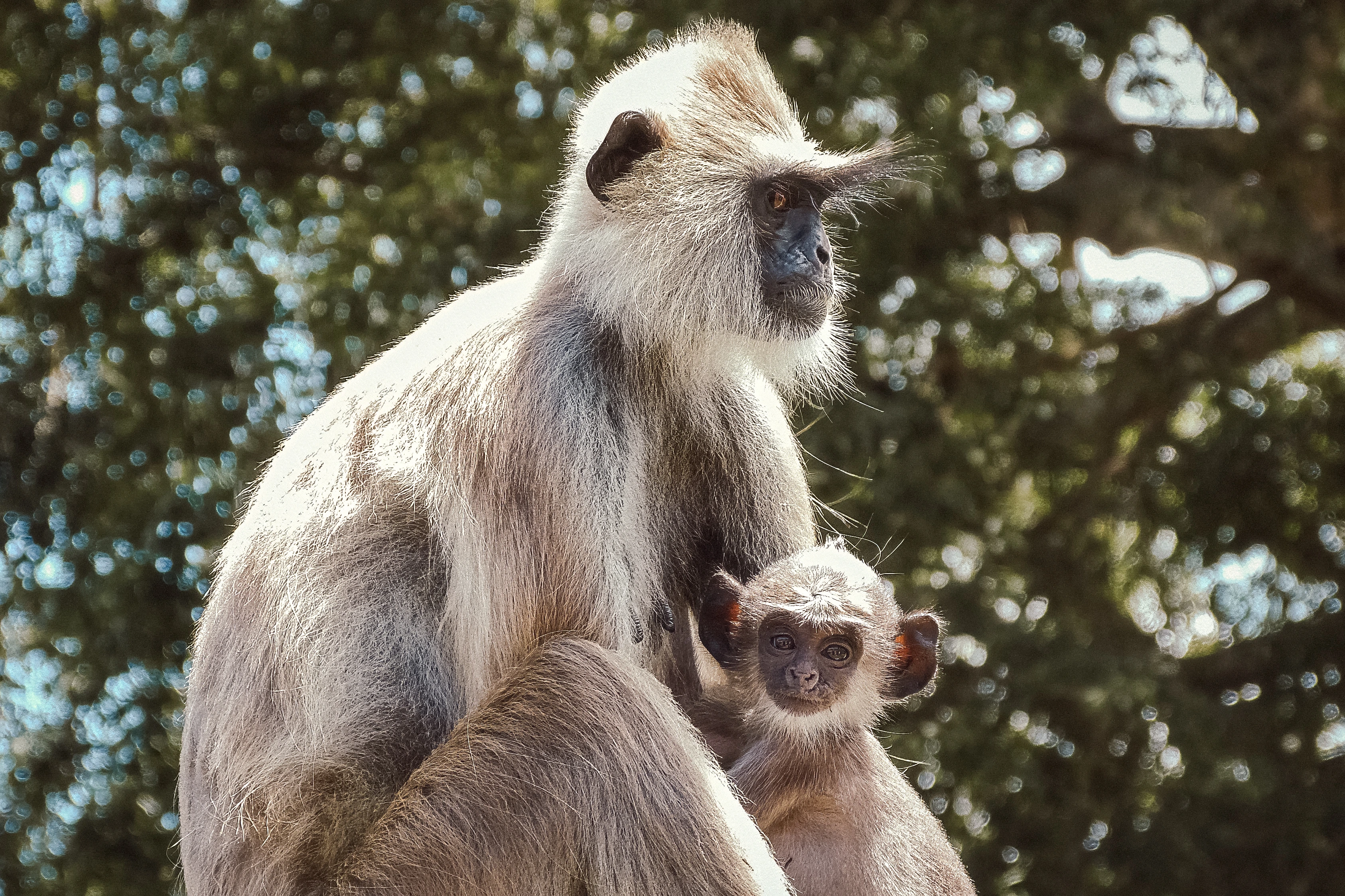 A larger pale-coated monkey looks to the right while a much smaller monkey sits close beside its body facing the camera, against dark leaves and bright defocused gaps.