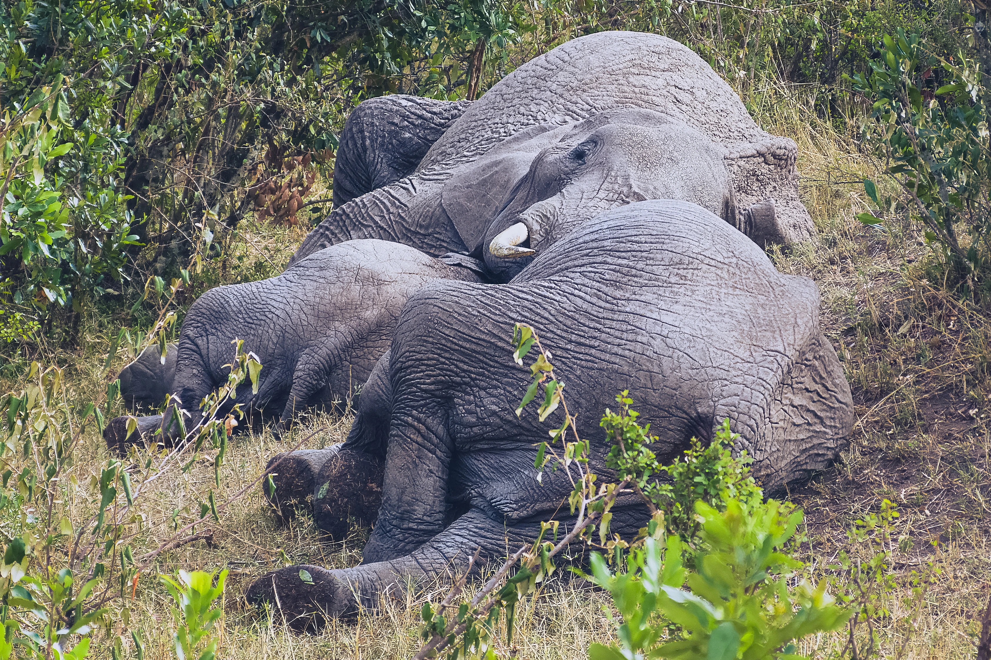 Elephants lie close together among grass and shrubs, their overlapping heads, ears, trunks and bodies forming a dense grey pattern behind some foreground leaves.