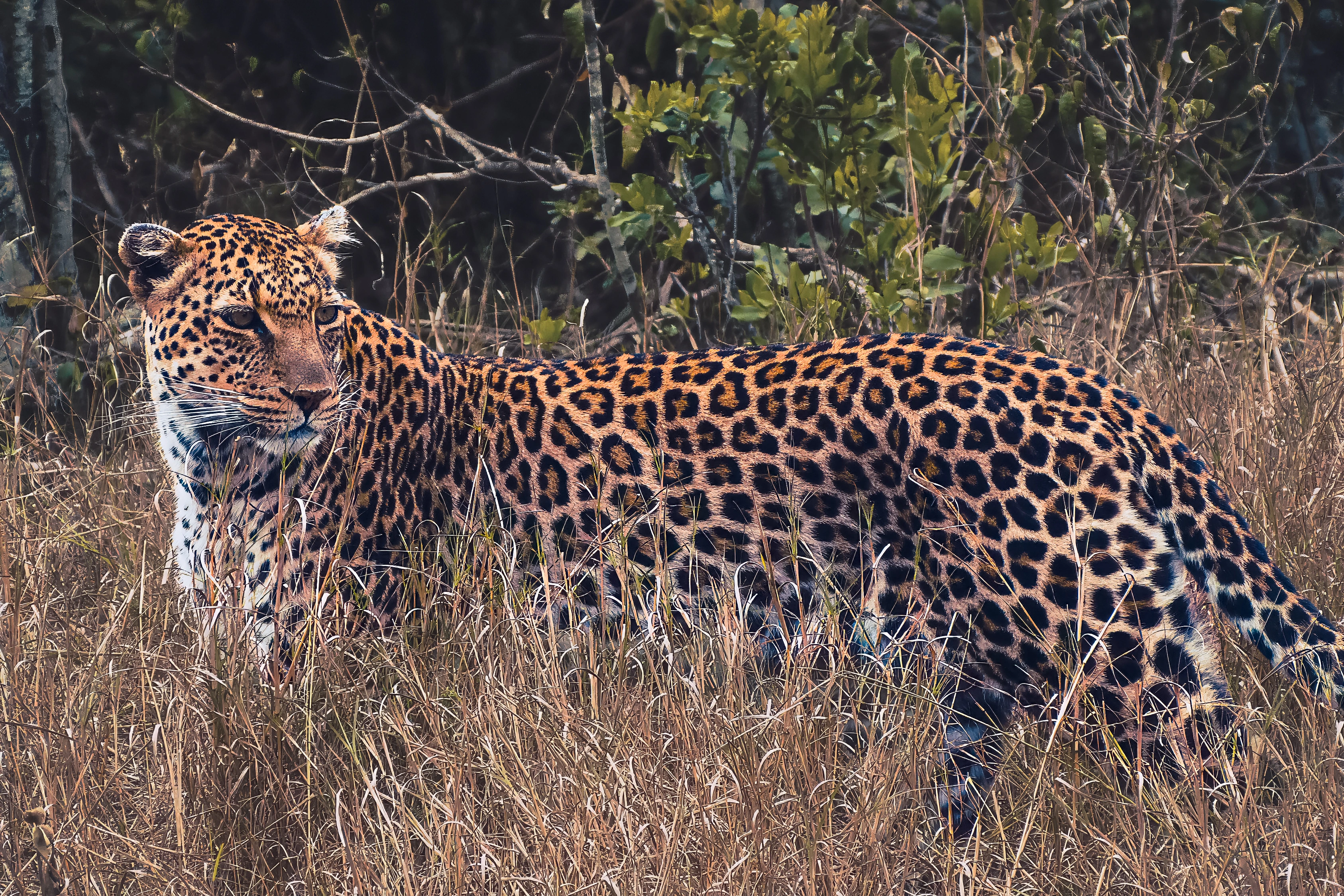 A leopard stands in grass with its head turned toward the camera.