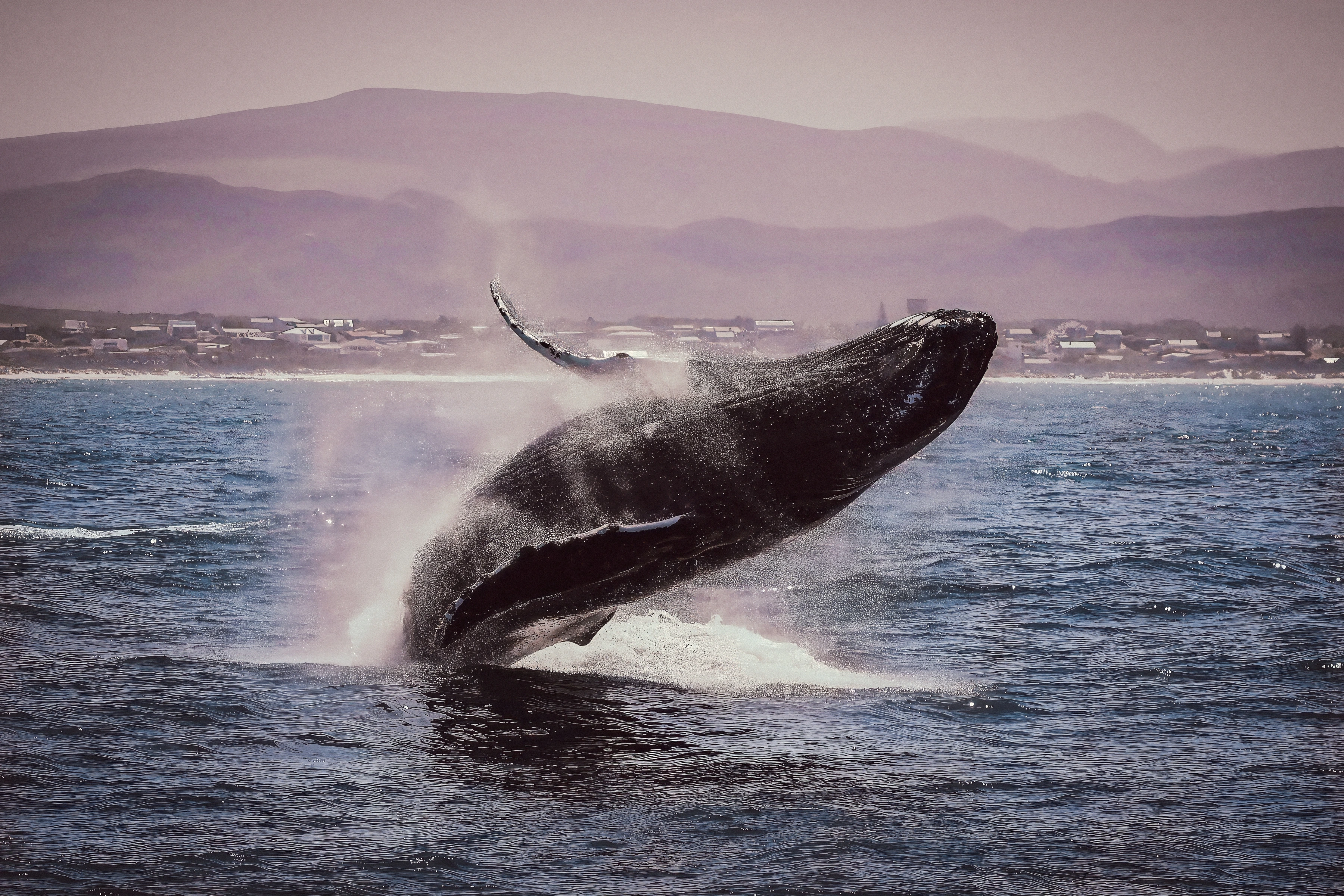 A whale lies at a low angle close to the sea surface, with flippers extending around its body and spray behind, within a broad field of water beneath shoreline buildings and hazy hills.