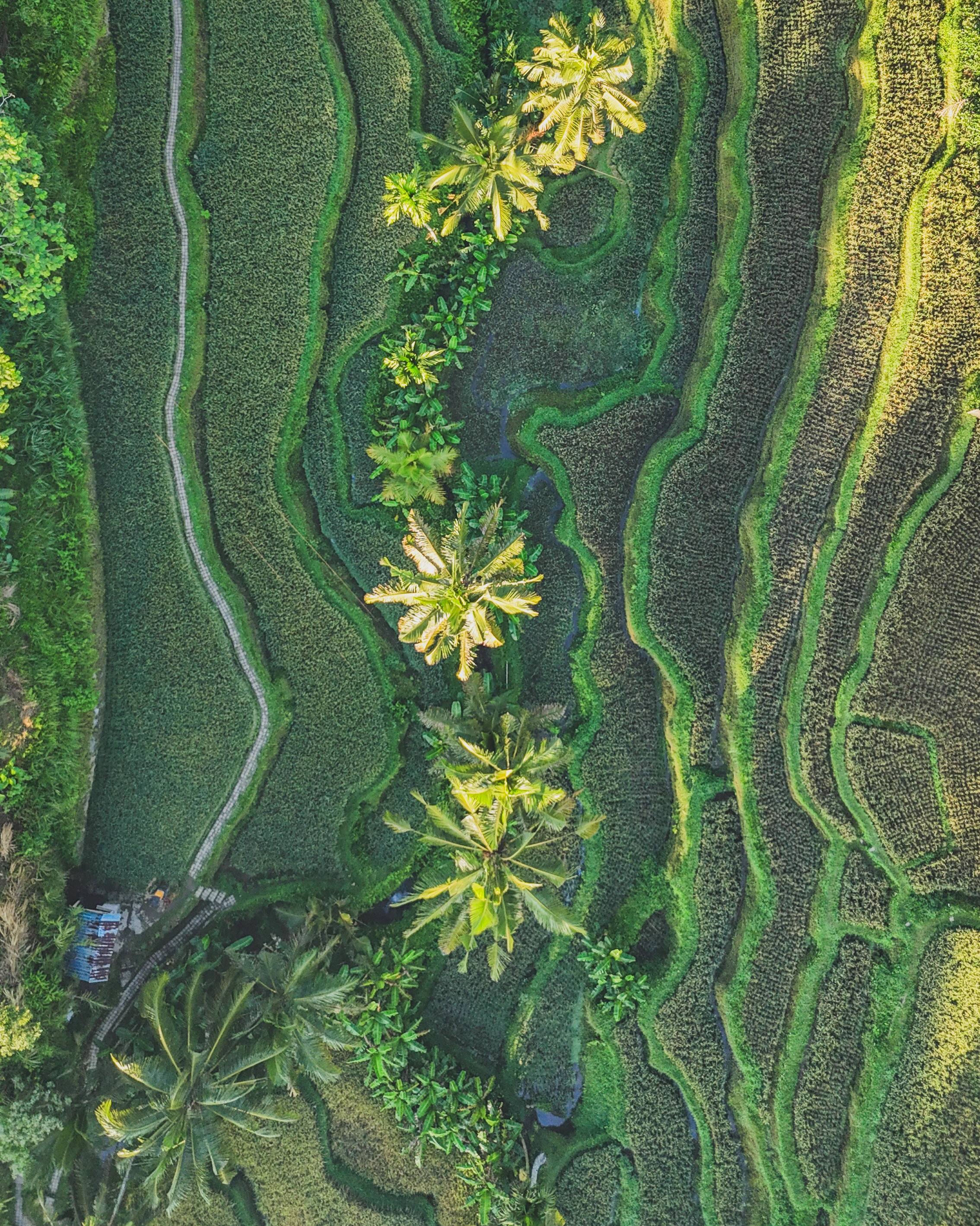 An overhead view follows curved cultivated terraces around palms and a narrow vegetated channel.